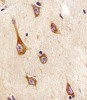 Antibody staining TrkA in human brain tissue sections by Immunohistochemistry (IHC-P - paraformaldehyde-fixed, paraffin-embedded sections) .