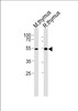Western blot analysis of lysates from mouse thymus and rat thymus tissue lysate (from left to right) , using LSK Antibody (I37) at 1:1000 at each lane.
