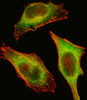Fluorescent image of Hela cell stained with TEC Antibody .Hela cells were fixed with 4% PFA (20 min) , permeabilized with Triton X-100 (0.1%, 10 min) , then incubated with TEC primary antibody (1:25) . For secondary antibody, Alexa Fluor 488 conjugated donkey anti-rabbit antibody (green) was used (1:400) .Cytoplasmic actin was counterstained with Alexa Fluor 555 (red) conjugated Phalloidin (7units/ml) .TEC immunoreactivity is localized to Cytoplasm significantly.