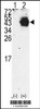 Western blot analysis of PDX1 using rabbit polyclonal PDX1 Antibody using 293 cell lysates (2 ug/lane) either nontransfected (Lane 1) or transiently transfected with the PDX1 gene (Lane 2) .