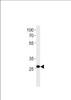 Western blot analysis in U-937 cell line lysates (35ug/lane) .