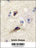 Formalin-fixed and paraffin-embedded human brain tissue reacted with NTF3 antibody, which was peroxidase-conjugated to the secondary antibody, followed by DAB staining.