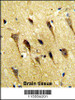 Formalin-fixed and paraffin-embedded human brain tissue reacted with WBP2 Antibody, which was peroxidase-conjugated to the secondary antibody, followed by DAB staining.