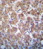 APOC2 Antibody immunohistochemistry analysis in formalin fixed and paraffin embedded human liver tissue followed by peroxidase conjugation of the secondary antibody and DAB staining.
