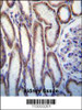MUC20 Antibody immunohistochemistry analysis in formalin fixed and paraffin embedded human kidney tissue followed by peroxidase conjugation of the secondary antibody and DAB staining.