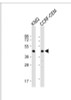 Western Blot at 1:1000 dilution Lane 1: K562 whole cell lysate Lane 2: CCRF-CEM whole cell lysate Lysates/proteins at 20 ug per lane.