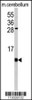 Western blot analysis of FKBP1B antibody in mouse cerebellum tissue lysates (35ug/lane)