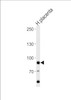 Western blot analysis in human placenta tissue lysates (35ug/lane) .