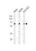 Western blot analysis of lysates from Hela, A549, HUVEC cell line (from left to right) , using ESRRG Antibody at 1:1000 at each lane.