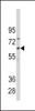 Western blot analysis of anti-CYP1B1 Antibody in CEM cell line lysates (35ug/lane) .