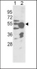 Western blot analysis of CYP2R1 Antibody in NCI-H460 cell line (lane 1) and mouse liver tissue (lane 2) lysates (35ug/lane)