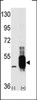 Western blot analysis of MEKK8 using MEKK8 Antibody using 293 cell lysates (2 ug/lane) either nontransfected (Lane 1) or transiently transfected with the MAP3K8 gene (Lane 2) .