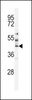 Western blot analysis of MST3 Antibody in HepG2 cell line lysates (35ug/lane)