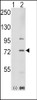 Western blot analysis of PAK1 using rabbit polyclonal PAK1 Antibody (T423) .293 cell lysates (2 ug/lane) either nontransfected (Lane 1) or transiently transfected with the PAK1 gene (Lane 2) .