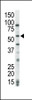 Antibody is used in Western blot to detect COT in HeLa cell lysate.