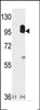 Western blot analysis of cGKII using cGKII Antibody using 293 cell lysates (2 ug/lane) either nontransfected (Lane 1) or transiently transfected with the PRKG2 gene (Lane 2) .