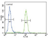 Flow cytometric analysis of Hela cells (right histogram) compared to a negative control cell (left histogram) .FITC-conjugated goat-anti-rabbit secondary antibodies were used for the analysis.