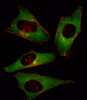 Fluorescent image of Hela cell stained with PI3KCD Antibody (N-term) .Hela cells were fixed with 4% PFA (20 min) , permeabilized with Triton X-100 (0.1%, 10 min) , then incubated with PI3KCD primary antibody (1:25) . For secondary antibody, Alexa Fluor 488 conjugated donkey anti-rabbit antibody (green) was used (1:400) .Cytoplasmic actin was counterstained with Alexa Fluor 555 (red) conjugated Phalloidin (7units/ml) .PI3KCD immunoreactivity is localized to Cytoplasm significantly.