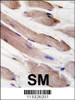 Formalin-fixed and paraffin-embedded human skeletal muscle tissue reacted with PIK3R1-pY580, which was peroxidase-conjugated to the secondary antibody, followed by DAB staining.
