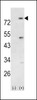 Western blot analysis of PIK3R5 using rabbit polyclonal PIK3R5 Antibody using 293 cell lysates (2 ug/lane) either nontransfected (Lane 1) or transiently transfected with the PIK3R5 gene (Lane 2) .