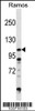 Western blot analysis in Ramos cell line lysates (35ug/lane) .