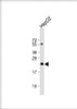 Western Blot at 1:1000 dilution + HepG2 whole cell lysate Lysates/proteins at 20 ug per lane.