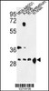 Western blot analysis of YWHAZ Antibody in MDA-MB231, A2058 cell line and mouse cerebellum, brain tissue lysates (35ug/lane)