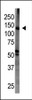 Antibody is used in Western blot to detect BAIAP1 in mouse brain tissue lysate.