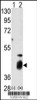 Western blot analysis of DUSP7 using DUSP7 Antibody using 293 cell lysates (2 ug/lane) either nontransfected (Lane 1) or transiently transfected with the DUSP7 gene (Lane 2) .