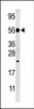 Western blot analysis of anti-DUSP8 Pabin Hela cell line lysate (35ug/lane) .