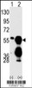 Western blot analysis of PPM1F using PPM1F Antibody using 293 cell lysates (2 ug/lane) either nontransfected (Lane 1) or transiently transfected with the PPM1F gene (Lane 2) .