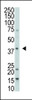 Antibody is used in Western blot to detect DUSP1 in 293 cell lysate.