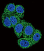 Confocal immunofluorescent analysis of DUSP1 Antibody with Hela cell followed by Alexa Fluor 488-conjugated goat anti-rabbit lgG (green) . DAPI was used to stain the cell nuclear (blue) .