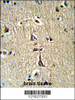 Formalin-fixed and paraffin-embedded human brain tissue reacted with GPD1 Antibody (N-term) , which was peroxidase-conjugated to the secondary antibody, followed by DAB staining.