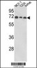 Western blot analysis of ABI1 Antibody in MCF-7, CEM, Jurkat cell line lysates (35ug/lane)