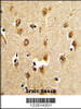Formalin-fixed and paraffin-embedded human brain tissue reacted with ABI1 Antibody (N-term) , which was peroxidase-conjugated to the secondary antibody, followed by DAB staining.