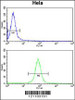 Flow cytometry analysis of Hela cells (bottom histogram) compared to a negative control cell (top histogram) . FITC-conjugated goat-anti-rabbit secondary antibodies were used for the analysis.