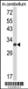 Western blot analysis of USF2 Antibody in mouse cerebellum tissue lysates (35ug/lane)