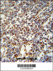 USF2 Antibody immunohistochemistry analysis in formalin fixed and paraffin embedded human lymph tissue followed by peroxidase conjugation of the secondary antibody and DAB staining.