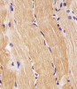 Antibody staining PRODH in H. skeletal muscle sections by Immunohistochemistry (IHC-P - paraformaldehyde-fixed, paraffin-embedded sections) .