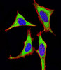 Immunofluorescent analysis of 4% paraformaldehyde-fixed, 0. 1% Triton X-100 permeabilized Hela (Human Cervical epithelial adenocarcinoma cell line) cells labeling Pdx1 with antibody at 1/25 dilution, followed by Dylight 488-conjugated goat anti-rabbit IgG (NK179883) secondary antibody at 1/200 dilution (green) . Immunofluorescence image showing cytoplasm staining on Hela cell line. Cytoplasmic actin is detected with Dylight 554 Phalloidin (PD18466410) at 1/100 dilution (red) . The nuclear counter stain is DAPI (blue) .