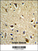 Formalin-fixed and paraffin-embedded human brain tissue reacted with CYP2E1 Antibody, which was peroxidase-conjugated to the secondary antibody, followed by DAB staining.