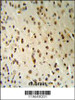 TARSL2 Antibody (RB19649) IHC analysis in formalin fixed and paraffin embedded human brain tissue followed by peroxidase conjugation of the secondary antibody and DAB staining.