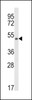 Western blot analysis of KMO Antibody in CEM cell line lysates (35ug/lane)