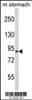 Western blot analysis of PARD3 Antibody in mouse stomach tissue lysates (35ug/lane)