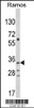 Western blot analysis of C10orf27 Antibody in Ramos cell line lysates (35ug/lane)