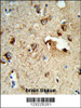 Formalin-fixed and paraffin-embedded human brain tissue reacted with TSPAN1 Antibody, which was peroxidase-conjugated to the secondary antibody, followed by DAB staining.