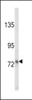 Western blot analysis of LTF Antibody in MDA-MB231 cell line lysates (35ug/lane)