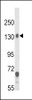 Western blot analysis of CACNA2D1 Antibody in mouse brain tissue lysates (35ug/lane)