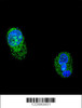 Confocal immunofluorescent analysis of HNF1A Antibody with HepG2 cell followed by Alexa Fluor 488-conjugated goat anti-rabbit lgG (green) . DAPI was used to stain the cell nuclear (blue) .